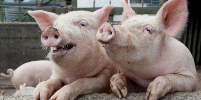 Беларусь запретила ввоз свинины из Иркутской области