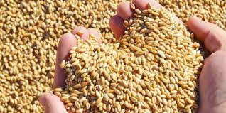 В Омской области с начала 2019 года выявлено 9 тысяч тонн некачественного зерна