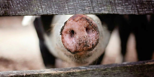 В ЛПХ, где выявили африканскую чуму свиней, животных кормили пищевыми отходами детских садов и ковидной больницы