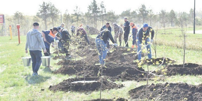 В Омске возник дефицит мест для высадки деревьев