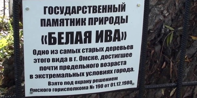 Природоохранная прокуратура внесла представление мэрии Омска из-за памятника природы «Ива белая»