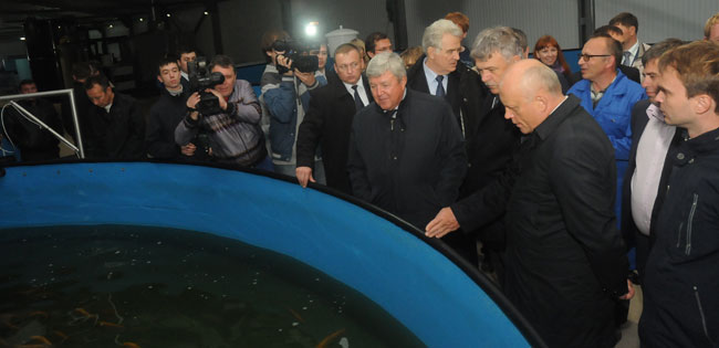 Ооо «бородино» поставит на омские рынки 20 тонн рыбы