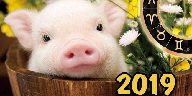 Что вы ждете от 2019 года?