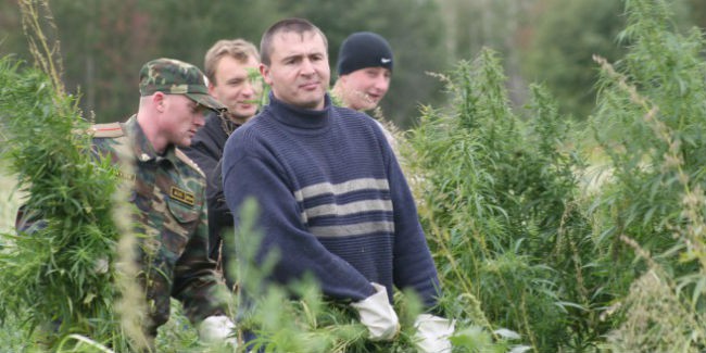 Силовики обнаружили дикорастущий дурман на 448 полянах в Омской области