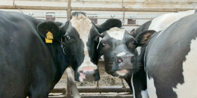 Лоббисты добились переноса срока обязательной маркировки молочной продукции в россии