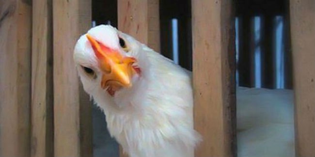 Курочки и сахар вытеснили фрукты на пятое место топ-10 основных продуктов омичей