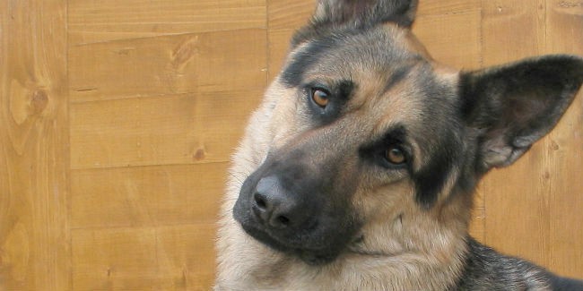 Определены победители чемпионата Омской области по спортивно-прикладному собаководству