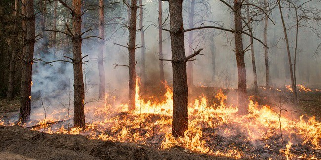 В России определили критерии деревень и сёл, подверженных угрозе лесных пожаров