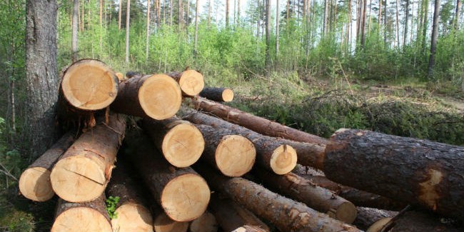 В Омской области перед судом предстанет экс-глава лесного хозяйства Артём САМОХОВЕЦ