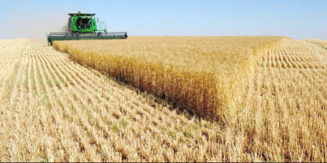 Москва выделила из резервного фонда на поддержку производителей зерна ещё 10 млрд рублей