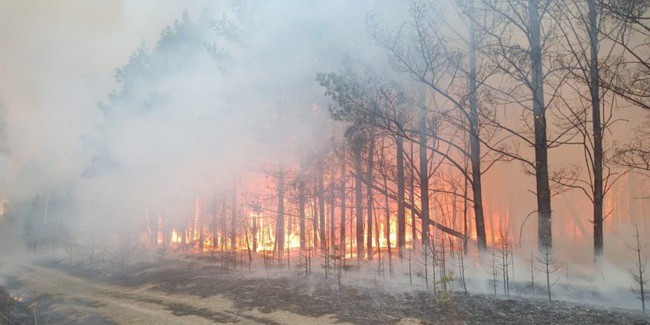 Омская область заняла второе место в Сибири по количеству лесных пожаров