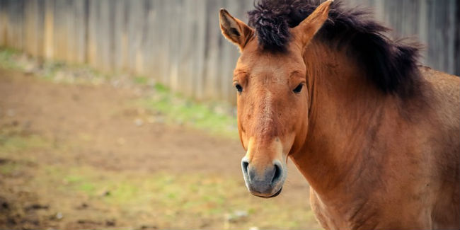 В Омской области обнаружили ещё 4 очага вируса, убивающего лошадей