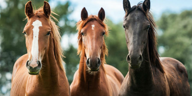 В Омской области нашли новые очаги смертельного для лошадей вируса