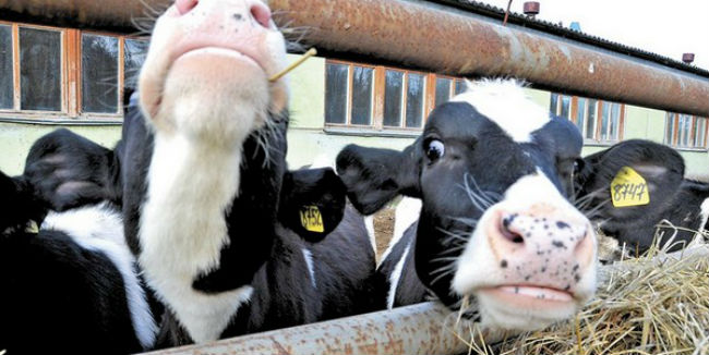 В Исилькульском районе на год установили карантин по туберкулёзу скота