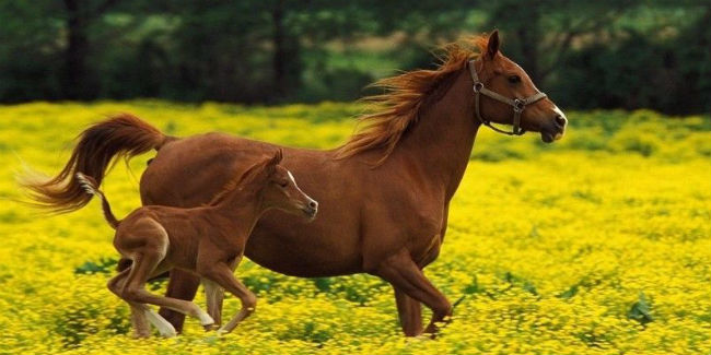 В Омской области выявили 15 очагов инфекционной анемии лошадей