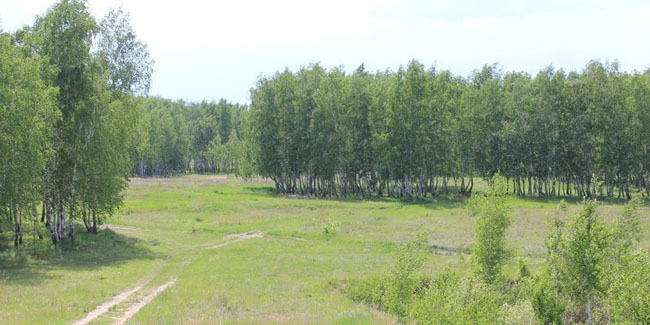 Омичи пожаловались в природоохранную прокуратуру по поводу потенциальных вырубок на Волгоградской