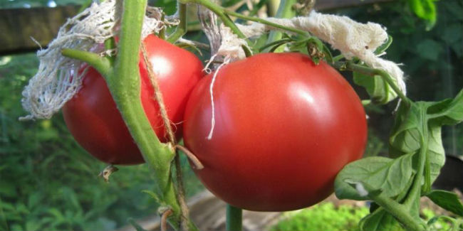 Омичей вновь просят укрыть помидоры