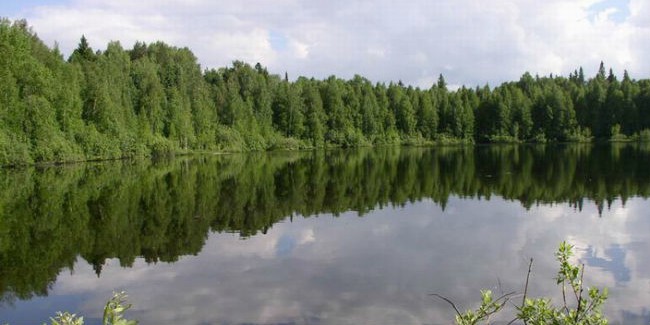 В тарском районе омской области продолжат вырубать леса