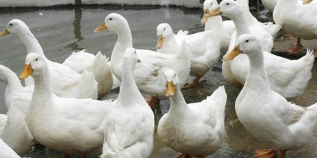 Птичий грипп нашли ещё в двух сёлах двух районов Омской области