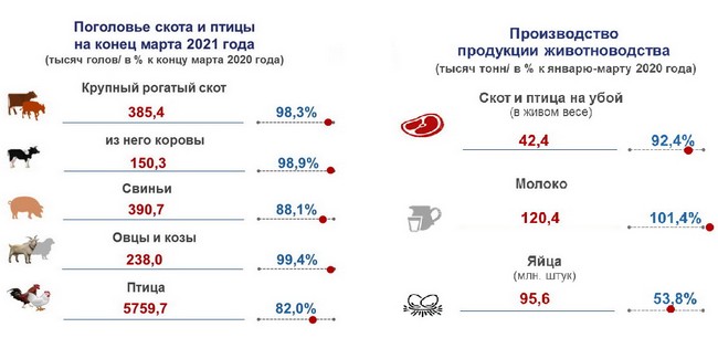 За год в омской области вдвое снизилось производство яиц