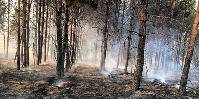 Из-за крупных лесных пожаров на северо-западе омской области введён режим чс
