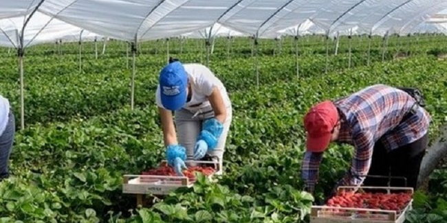 На омском рынке сезонной работы резко выросло число вакансий