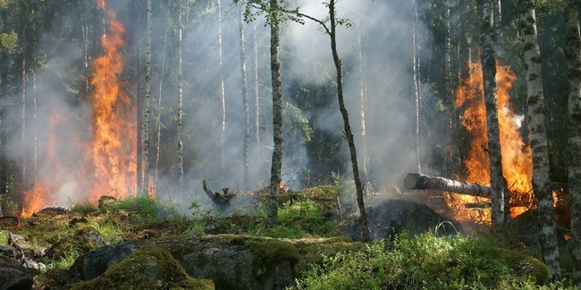 На западе Омской области сложился высокий риск лесных пожаров