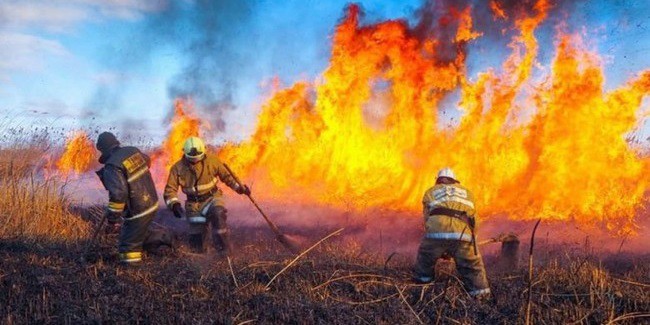В Омской области возбудили три уголовных дела из-за лесных пожаров