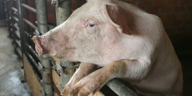 В Омске и Омском районе установили карантин по африканской чуме свиней