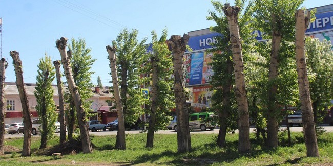 Омск занял последнее место среди российских миллионников по площади парков и скверов