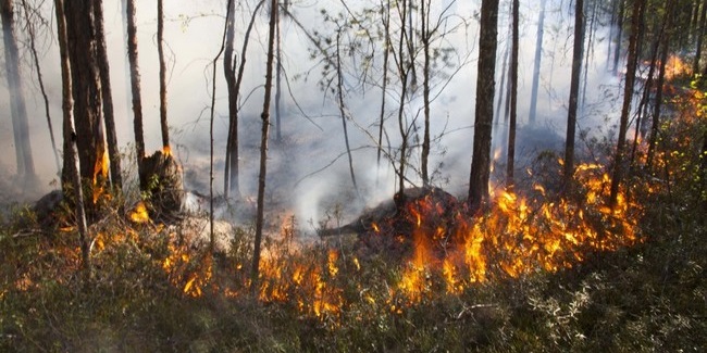 Причиной смога в Омске названы лесные пожары в Югре