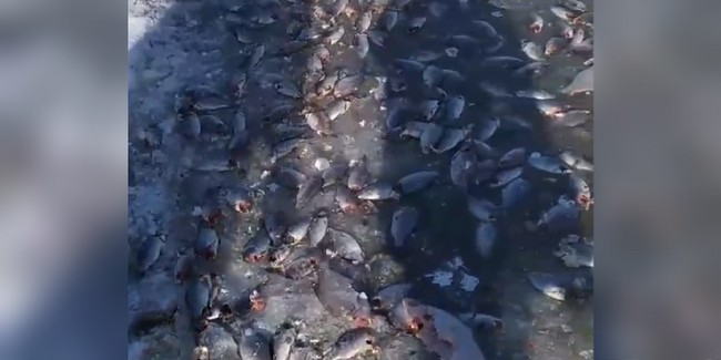 Рыбаки обнаружили в Омской области озеро, усеянное мёртвой рыбой