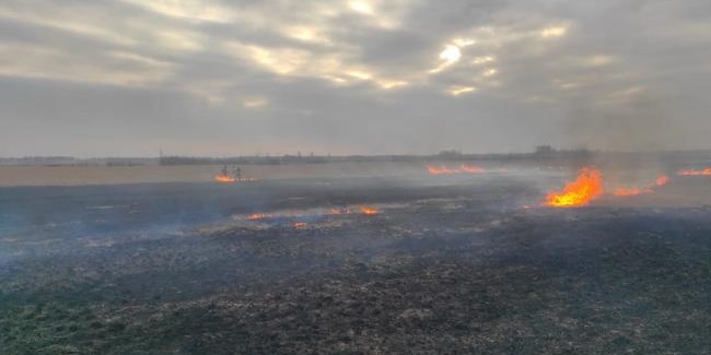 В Омской области вспыхнули первые в году лесные пожары