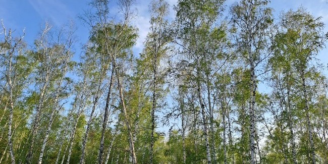 В курортной зоне под Омском съедает леса шелкопряд