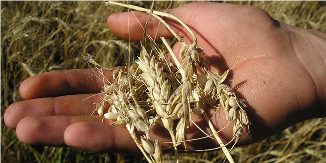 Из-за аномальной жары урожай зерна в Омской области оказался на 14% меньше прошлогоднего