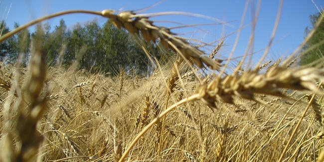 Три омских предприятия реализовали зерно без деклараций о соответствии