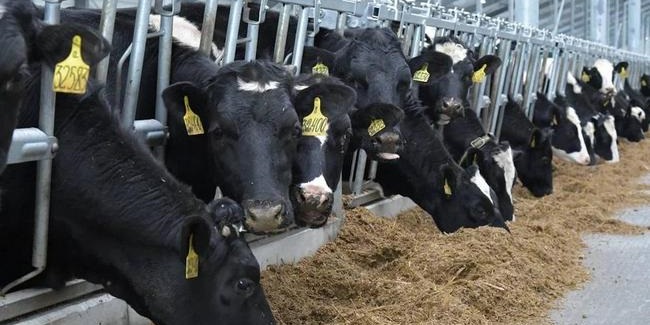 На западе Омской области открылся животноводческий комплекс на 1800 коров