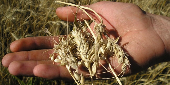 Омский агропроизводитель задекларировал пшеницу с клещом как качественную