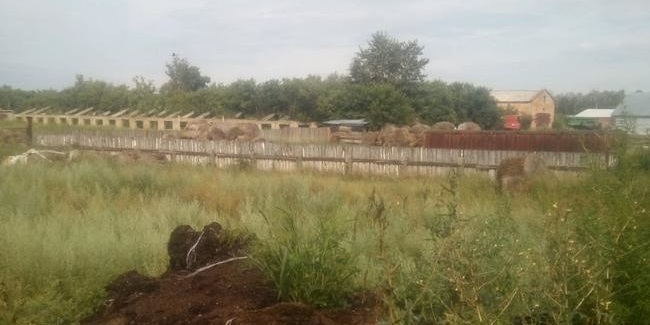 Возле села в Омской области обнаружен незаконный скотомогильник из десятков туш