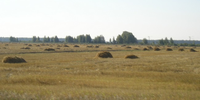 План по уборке урожая масличных культур выполнен в Омской области почти на три четверти