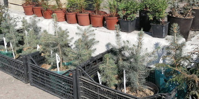 В пятницу на улице Лермонтова в Омске заработает ярмарка садоводов-огородников