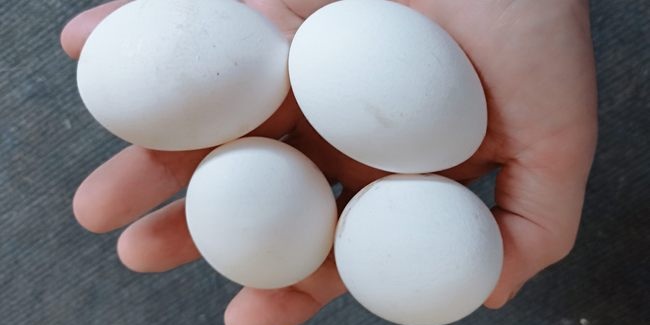 С приходом осени в Омской области подешевел отдых в санаториях и подорожали яйца