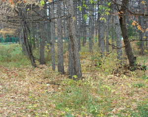 Омск стремительно