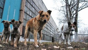 Омская компания
